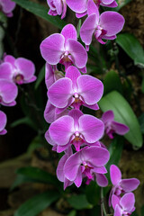 Fototapeta na wymiar Beautiful pink Phalaenopsis orchids in full bloom.