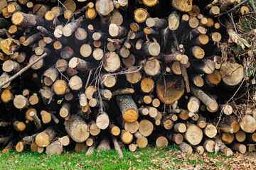 Harvesting firewood for the winter. Pile of stacked firewood prepared for heating the house in winter, chopped firewood on a stack, firewood stacked and prepared for winter, piles of wood logs.