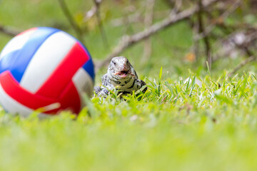 lizard running from volleyball ball