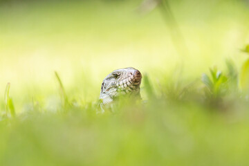 lizard walking through the grass