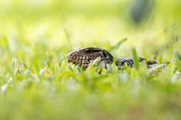 lizard walking through the grass