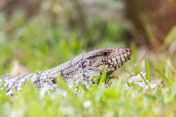 lizard walking through the grass