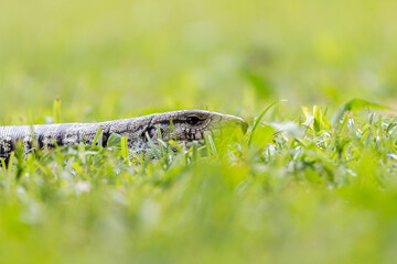 Obraz premium lizard walking through the grass