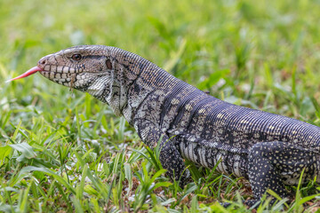 Obraz premium lizard walking through the grass