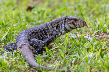 lizard walking through the grass