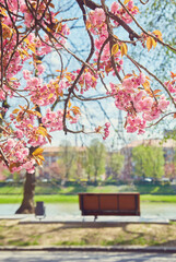 bench and blossoming sakura tree. beautiful cityscape on early morning in spring. kyiv embankment in uzhgorod, ukraine.