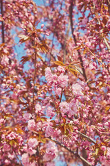 Amazing pink cherry blossoms on the Sakura tree in a blue sky.