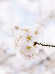 Cherry Blossom Closeup Pastel Colors