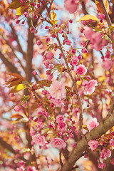 cherry blossom sakura in spring time over blue sky.