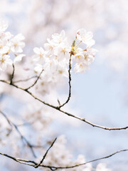 Cherry Blossom Branch in Springtime Pastel Colors