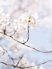 Obraz premium Cherry Blossom Branch in Springtime Pastel Colors