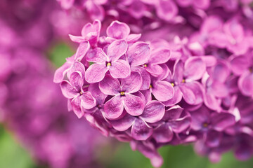 Beautiful defocused abstract background with purple lilac macro flowers and copy space. Macro photography.