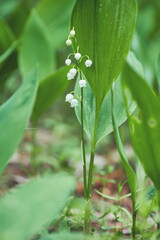 green glade of lily of the valley flowers in the spring forest. White may-lily flower on clearing in the woods among the green leaves.
