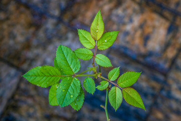 green leaves on a branch
