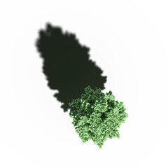 Fototapeta premium tree with a shadow under it, top view, isolate on a transparent background, 3d illustration