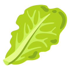 Illustration of lettuce. Image for gastronomy and agricultural industries.