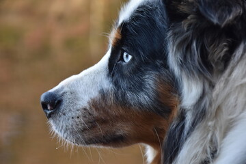 Side profile portrait of australian shepherd with blue eyes in autumn