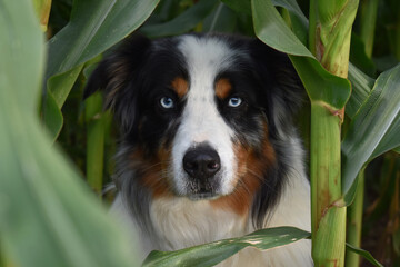 Dog with blue eyes in corn field