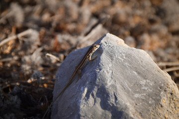 Lizard on stone on the beach. Nature, wildfilfe animal in sunset hour.