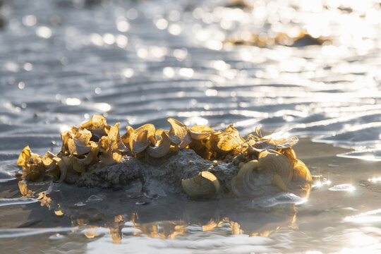 Padina pavonica (Peacock's tail) brown algae in a bush over sand with sunlight during low tide.