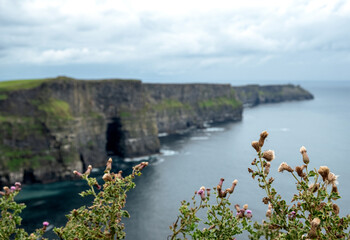 Purple flowering plant at the Cliffs of Moher