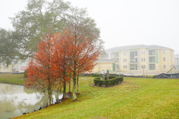 The morning fog landscape in Florida community