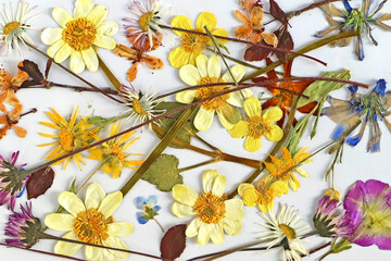 Dried flowers. Colorful dried and pressed flowers on white background.