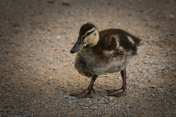 Duck is walking on the way in zoo. Wildlife animal evan in zoo. Free bird.