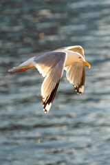 seagull in flight