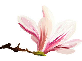 Pink magnolia flower, blossom hand drawn flower