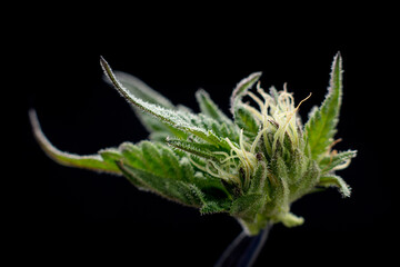 marijuana plant medical cannabis weed