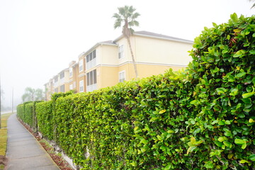 The morning fog landscape in Florida community