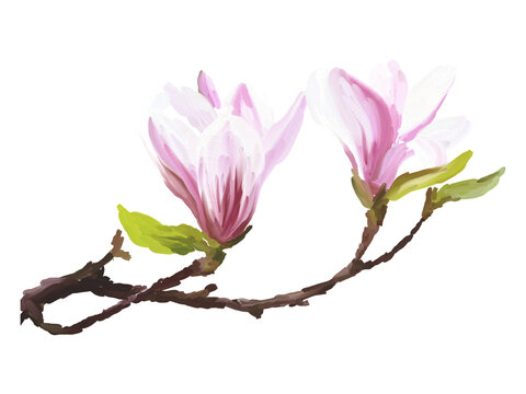 Pink magnolia flower, blossom hand drawn flower
