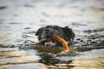 Border collie is standing in the water. She is in center of Prague. She is so patient model.
