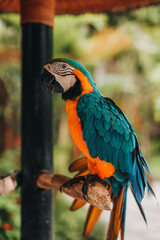 Orange-blue cockatoo parrot sitting on a branch in the bird park. Exotic birds in wildlife