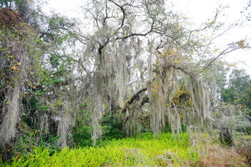 Colorful winter tropical tree leaf