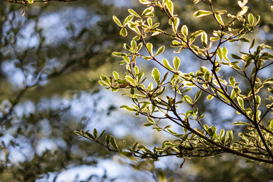 Terminalia microphylla under light and shadow