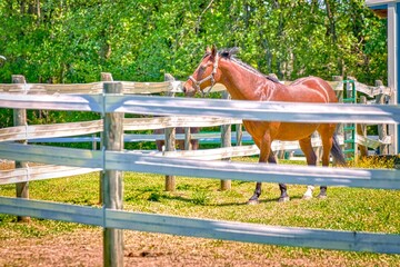 A beautiful stallion horse