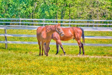 horse grazing in a field