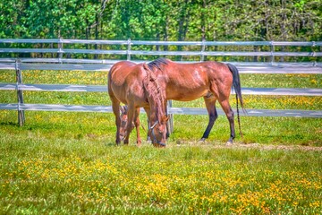 horse in a field