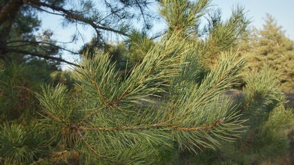 Green pine branches