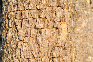 tree bark or bark , Alstonia scholaris or APOCYNACEAE or Devil Tree or White Cheesewood or Devil Bark or  Black Board Tree