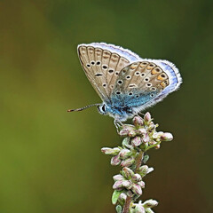 butterfly on a flower