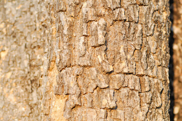 tree bark or bark , Alstonia scholaris or APOCYNACEAE or Devil Tree or White Cheesewood or Devil Bark or  Black Board Tree