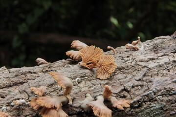 mushroom on the tree