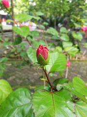 Hibiscus rosa-sinensis flower bud, known colloquially as&nbsp;Chinese hibiscus,&nbsp;China rose,&nbsp;Hawaiian hibiscus,&nbsp;rose mallow&nbsp;and&nbsp;shoeblack plant