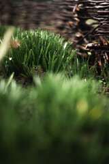 Green first spring grass with dew drops near a wicker wooden fence