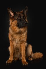 German shepherd dog sitting on black background