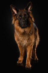 German shepherd dog standing on black background