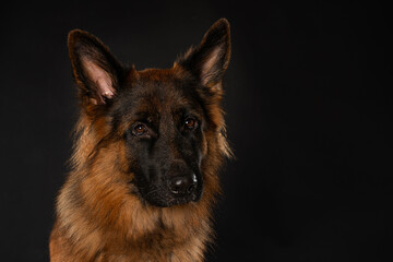 German shepherd dog sitting on black background